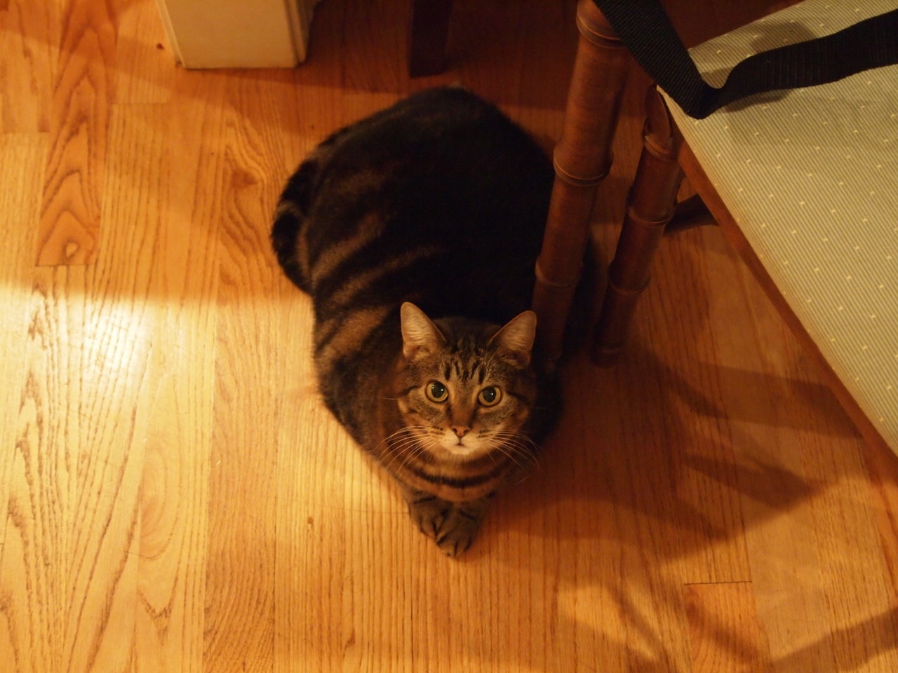 Sam