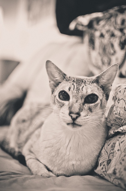 gia