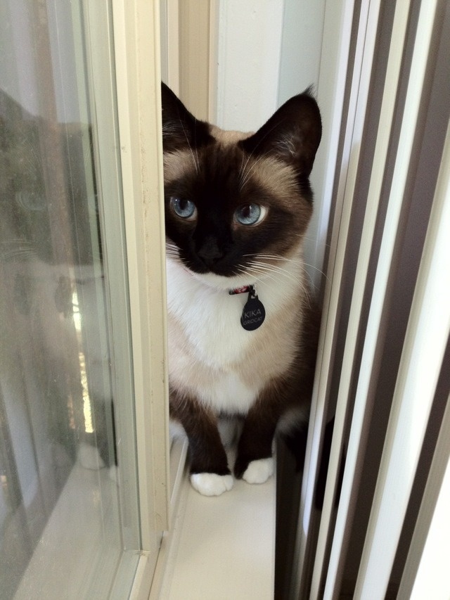 Jasmine