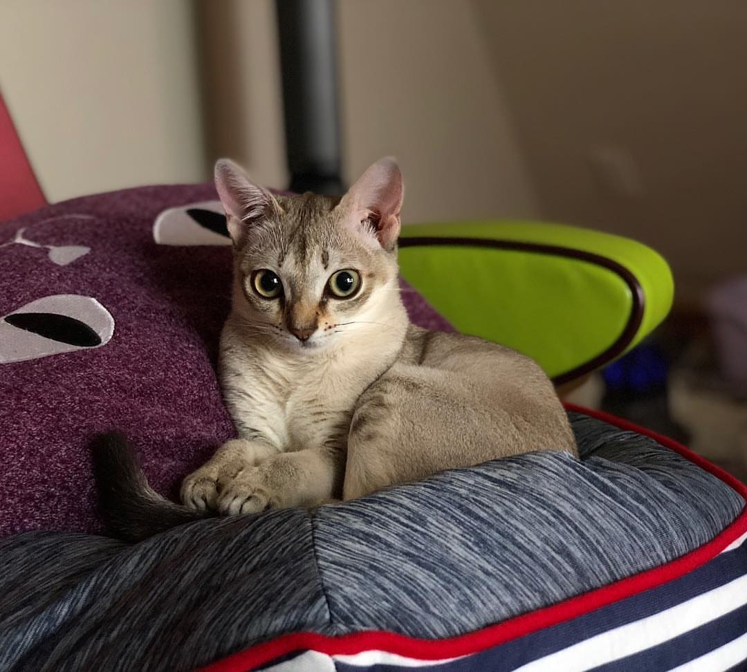 JJ