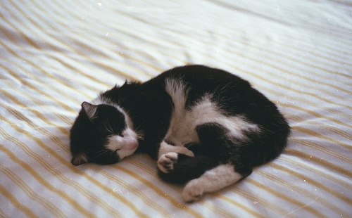Kevin