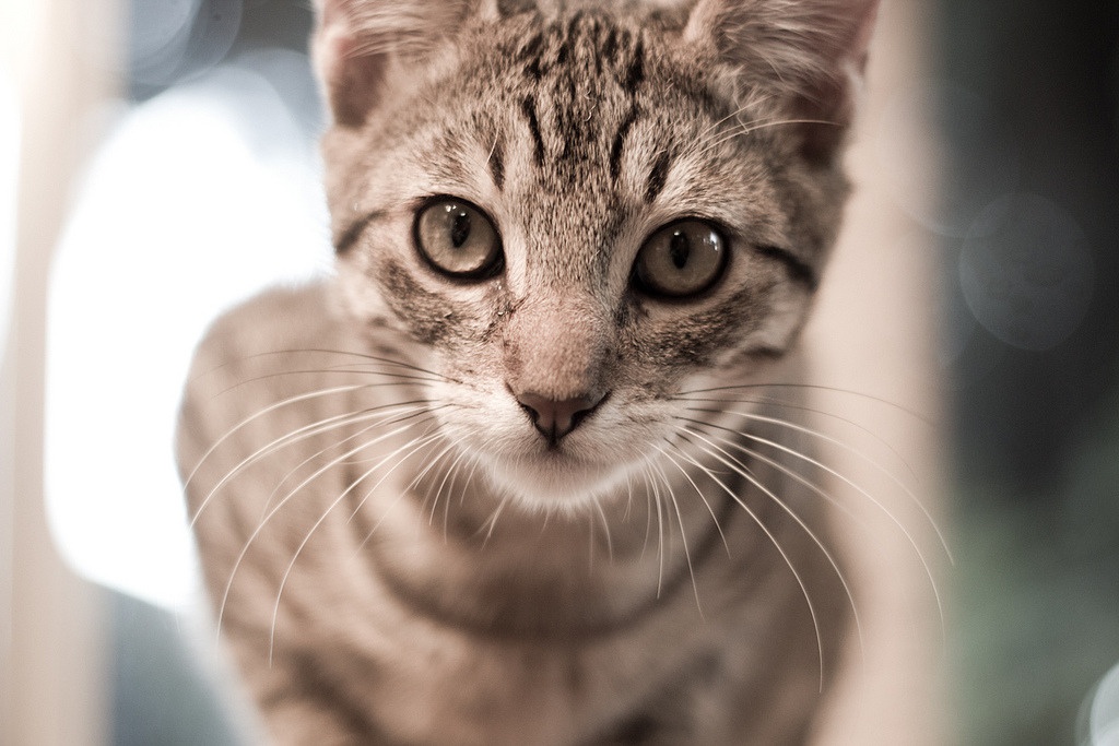 Theodore