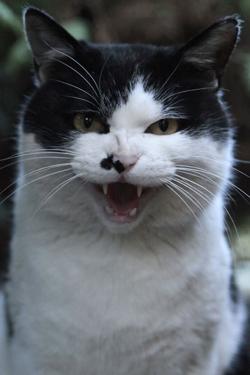 Cari
