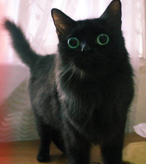 Talia