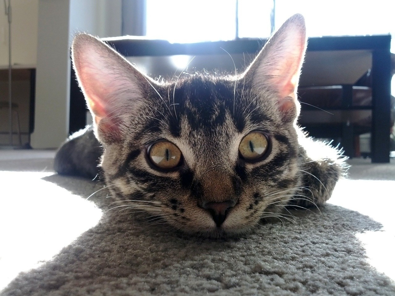 Ted