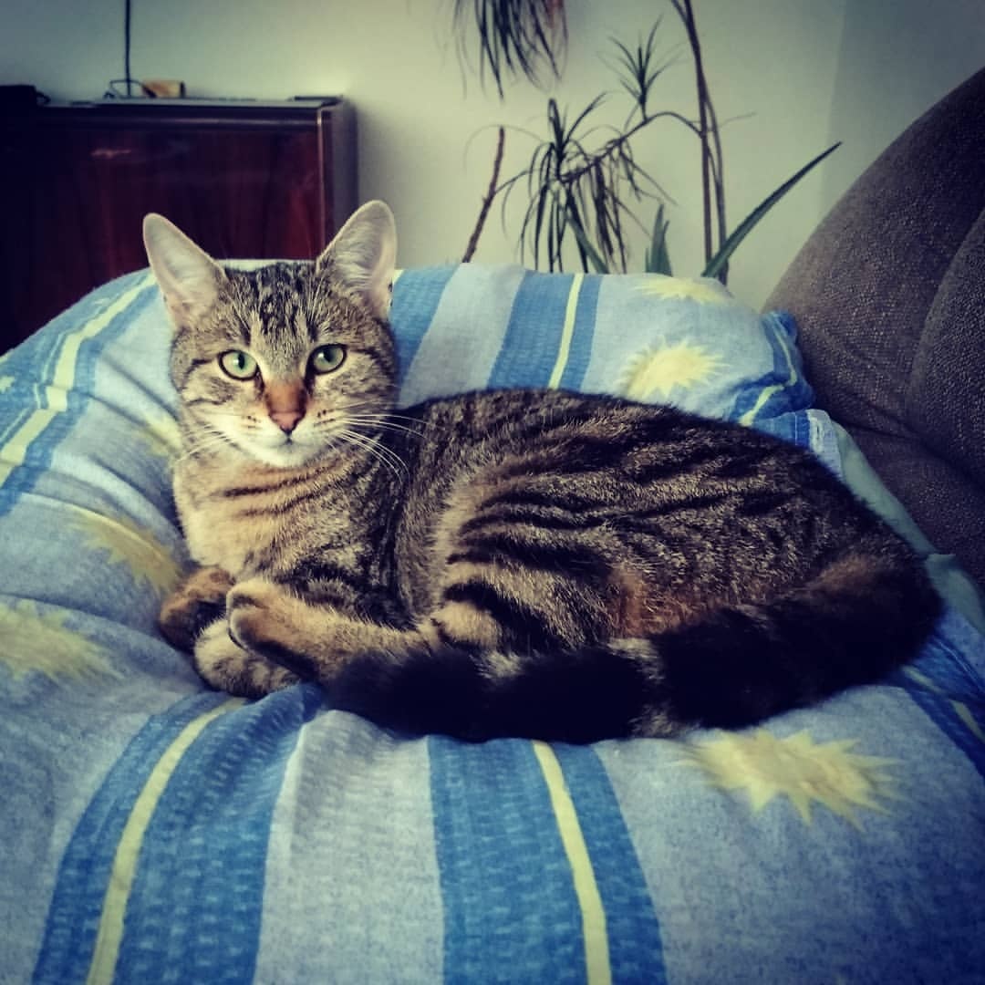 Ishbel