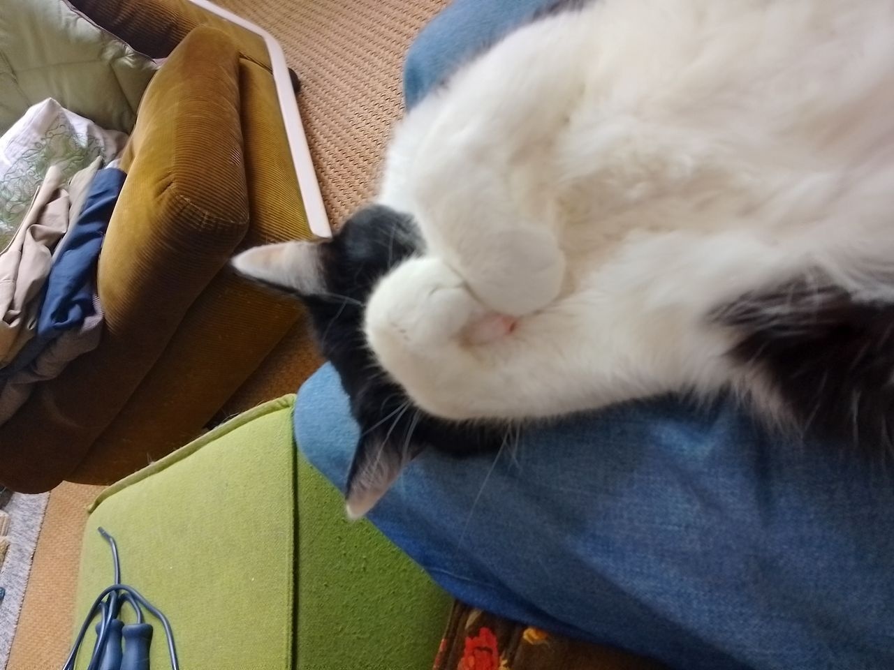 Robert