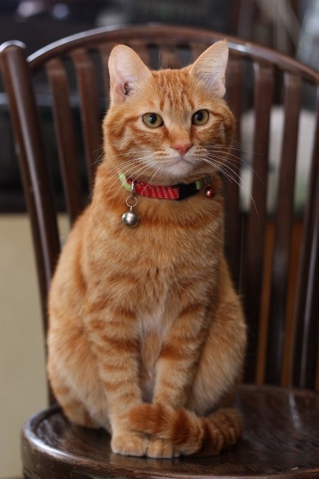 Ella