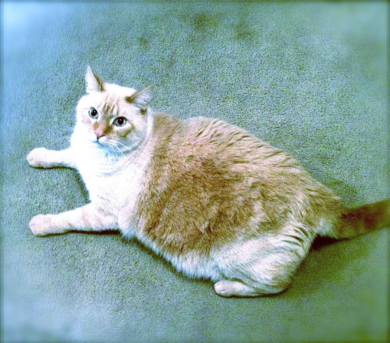 Sami