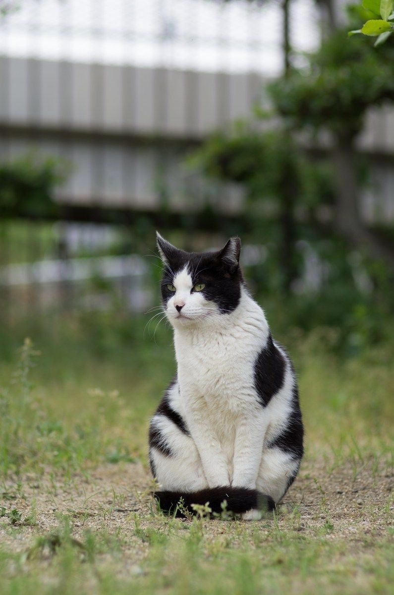 Federico
