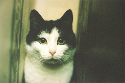 Nicholas