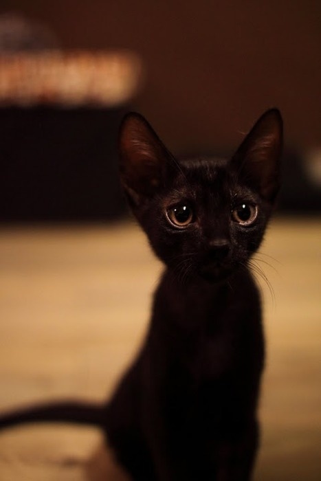 Yvonne