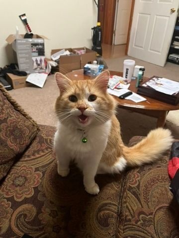 Sarai