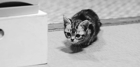 Robert