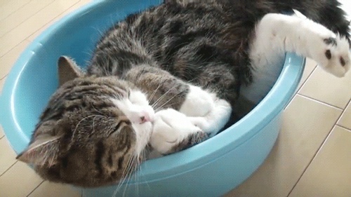 Chung