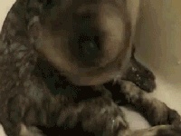 Sam