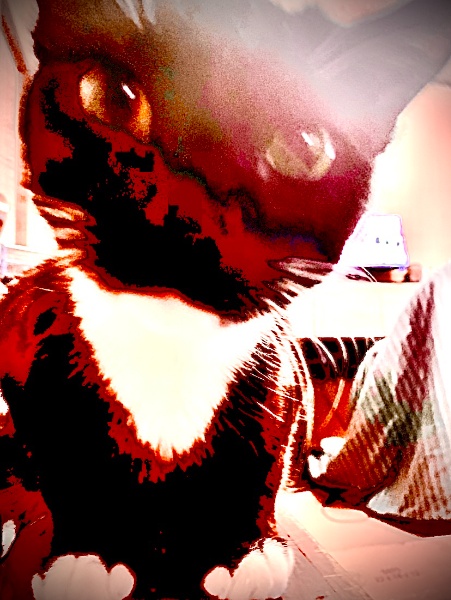simon