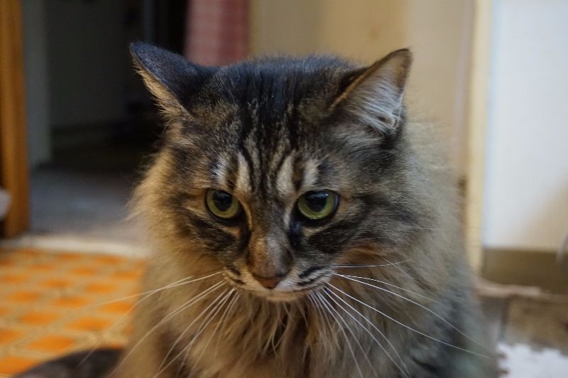 Dylan