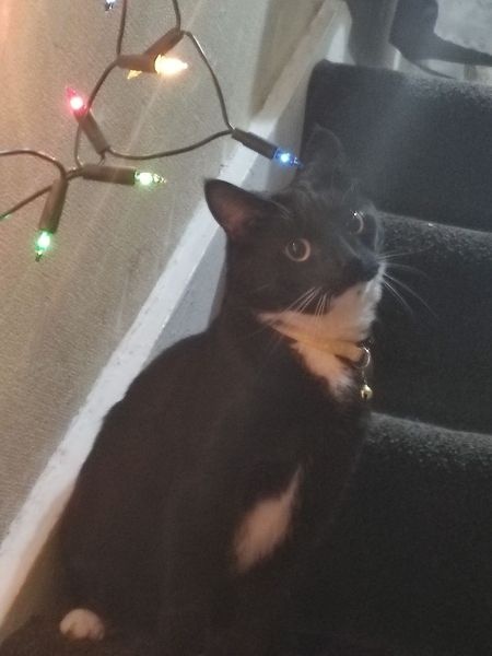 Gabriel