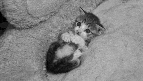 Finn