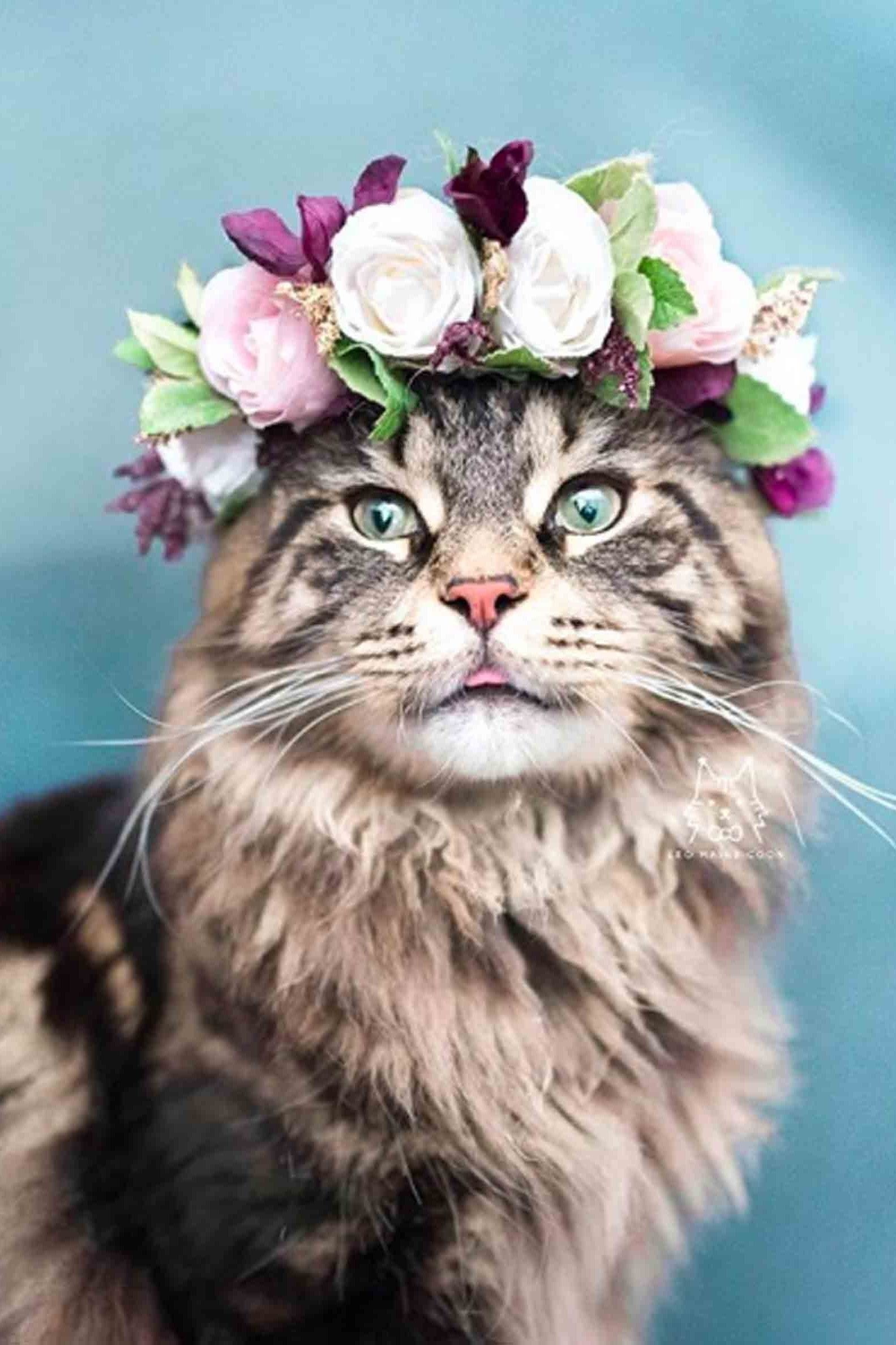 Mimi