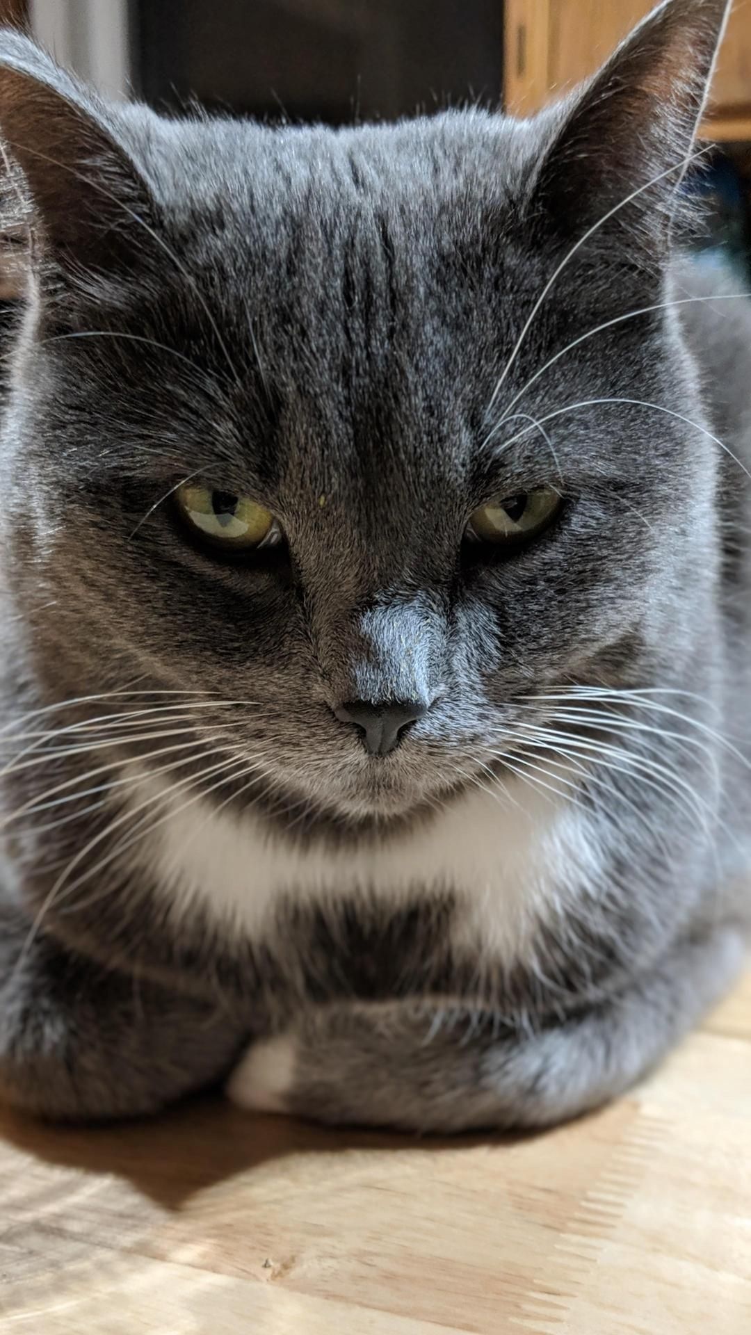 Tara