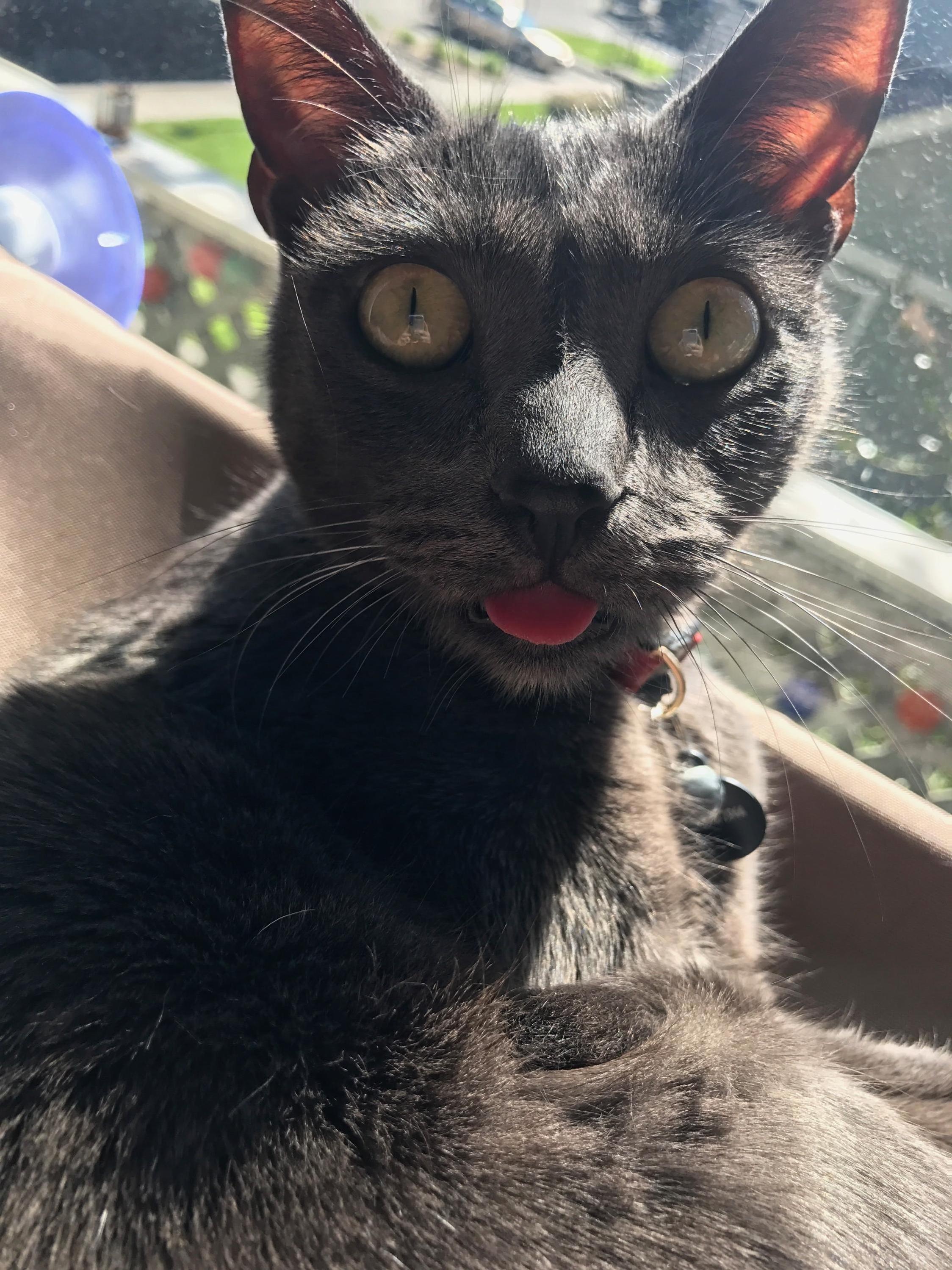 Rosa