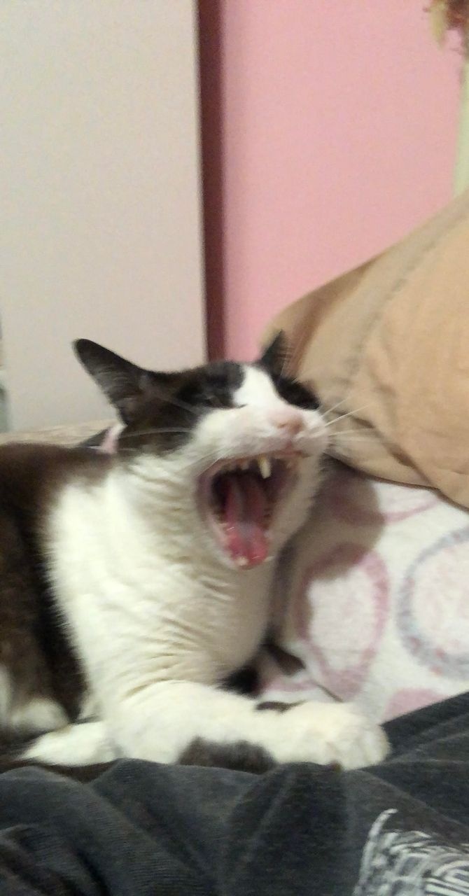 Stella