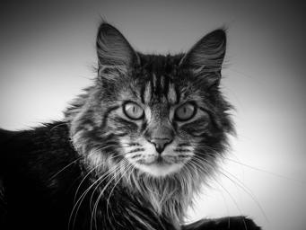 Josephine