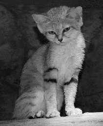 Paloma