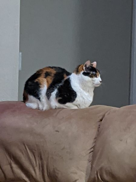 Meredithe