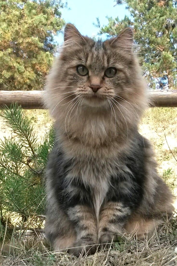 Charles