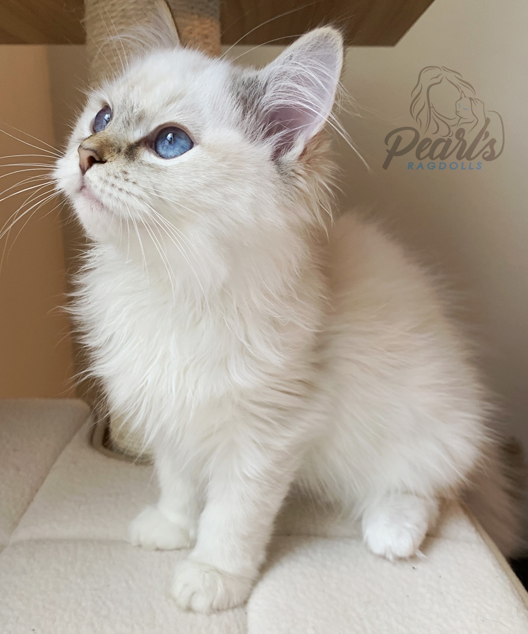 Evie