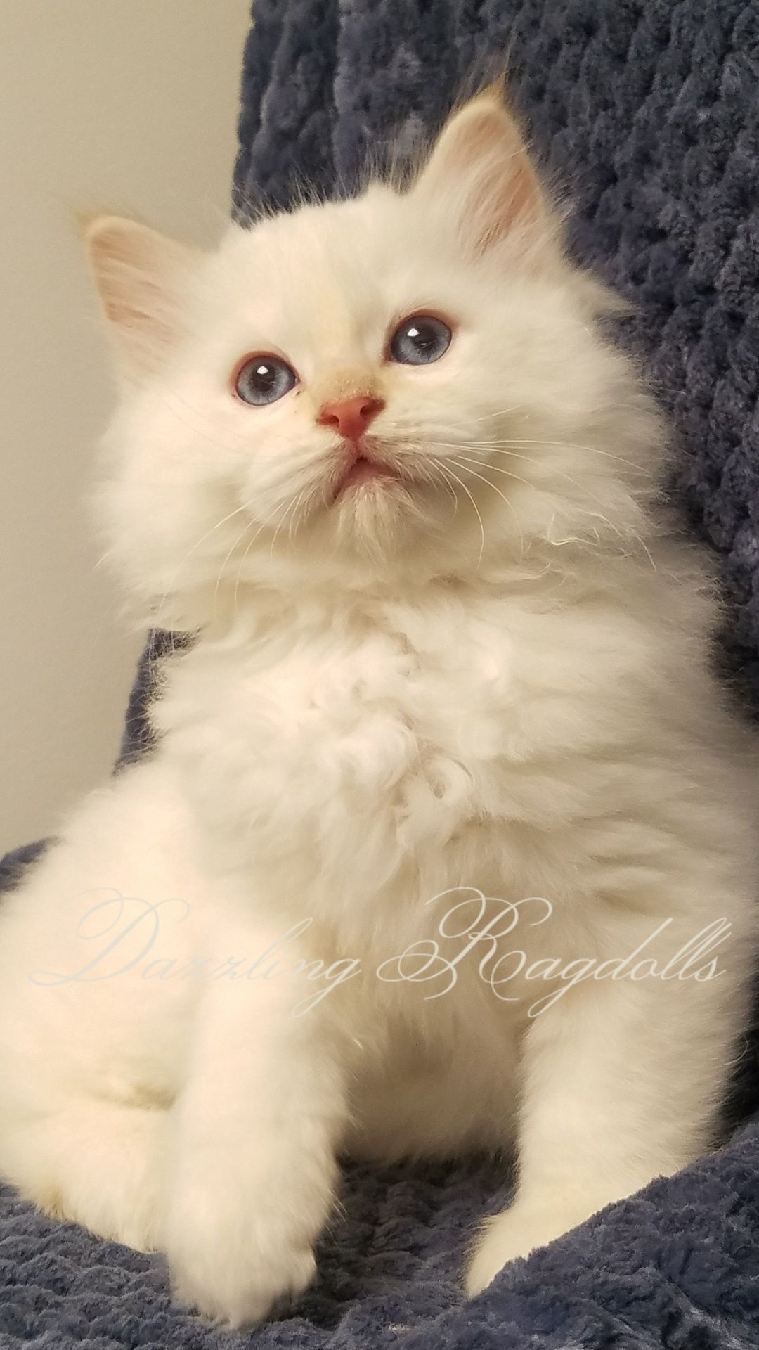 Elizabeth