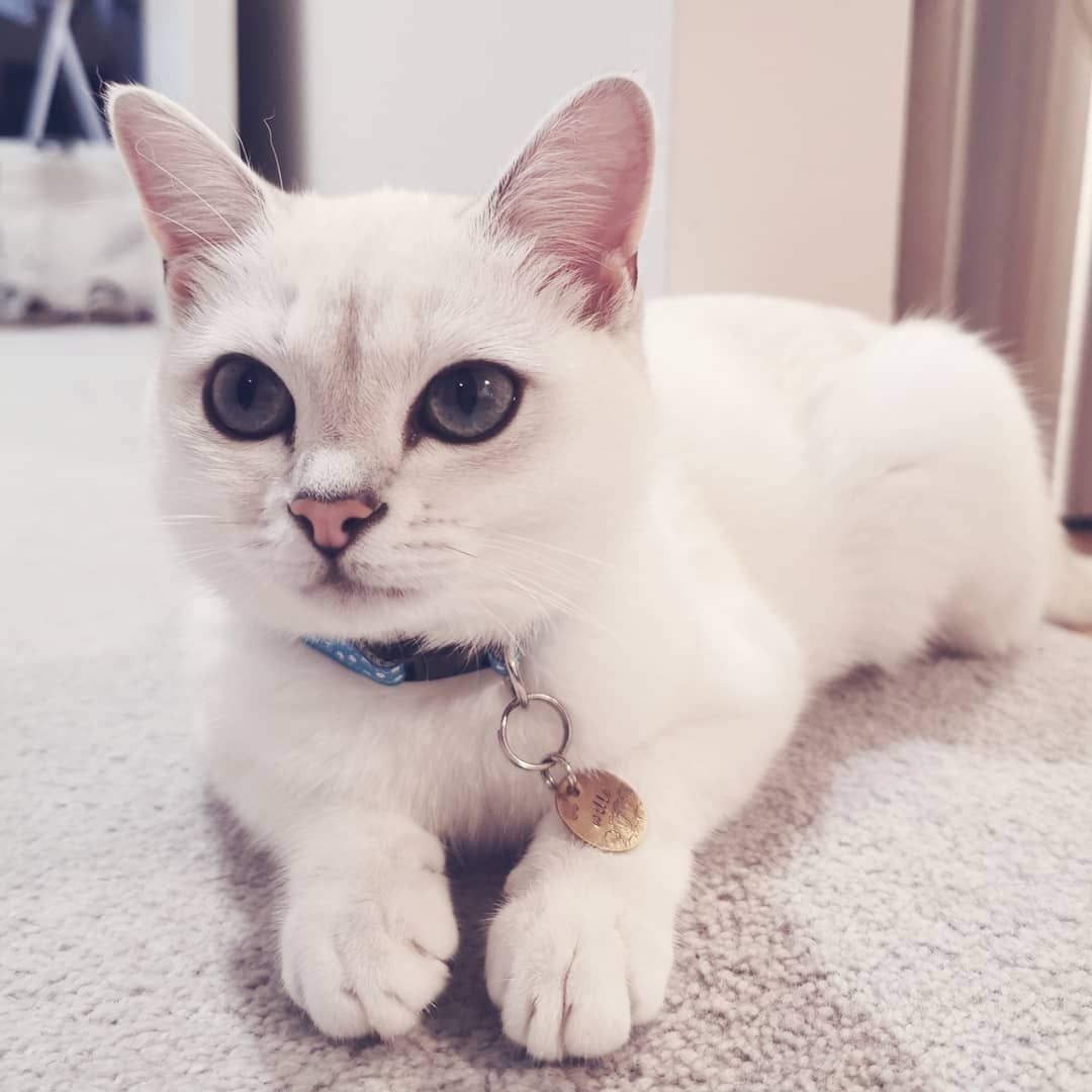 Alison