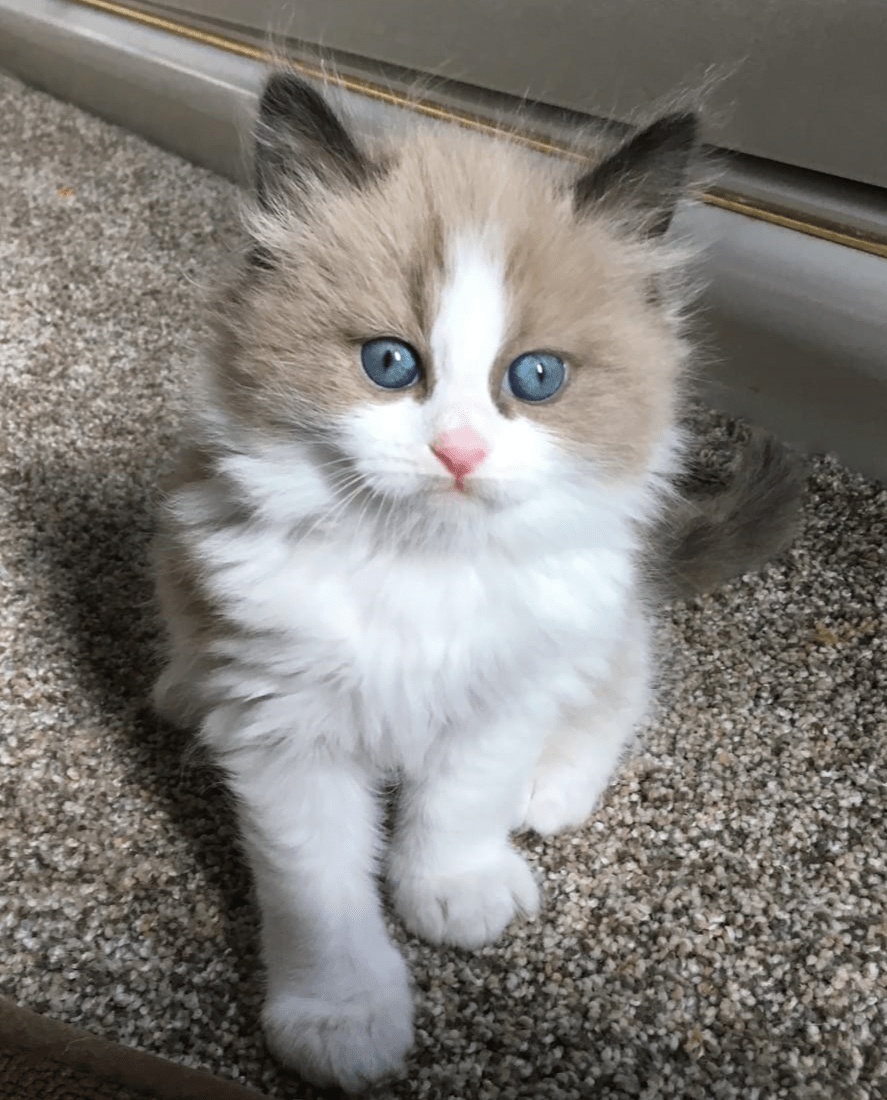 Maggie