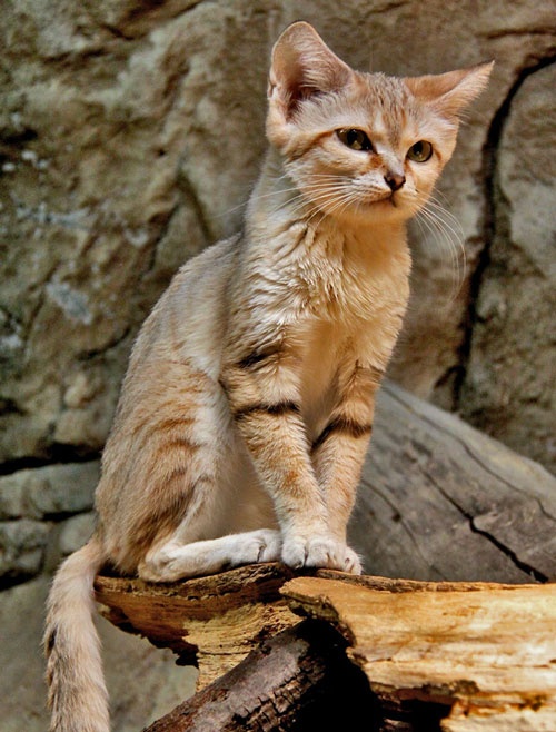 Lazar
