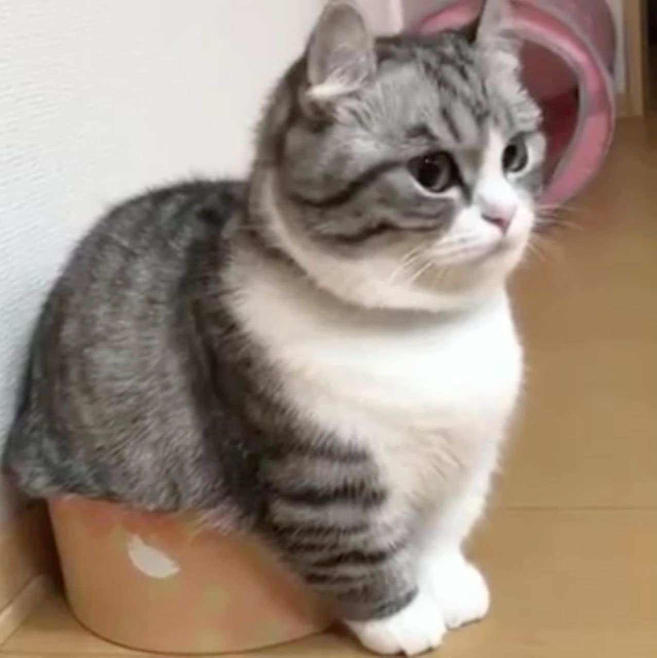 Alan