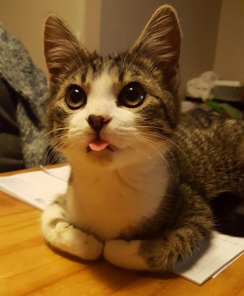 Isabel