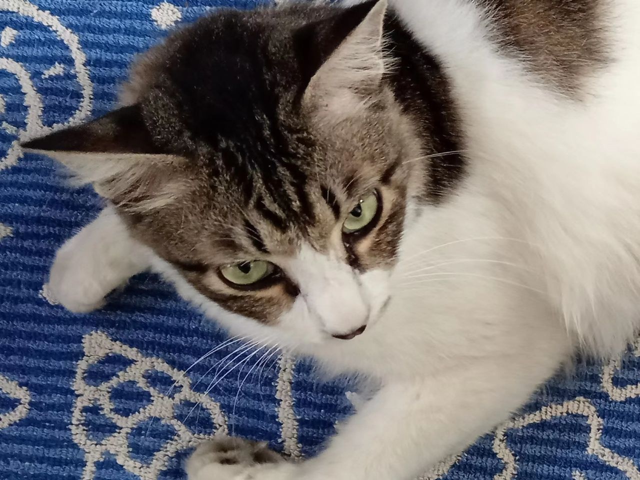 Chloe