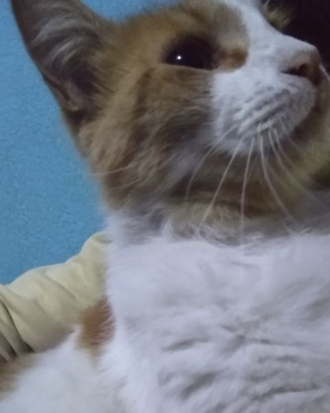 William
