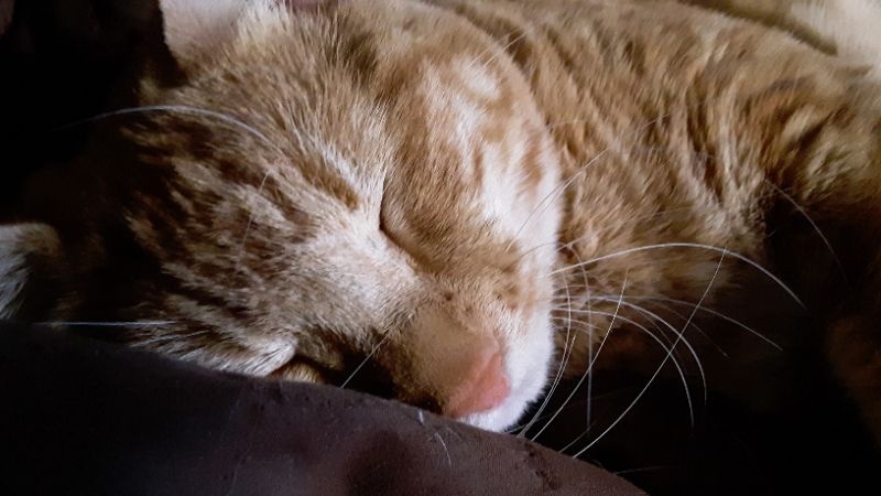 Cesar