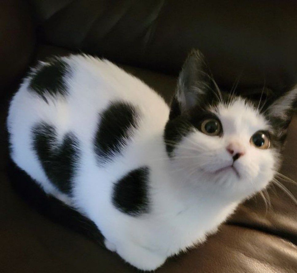 The