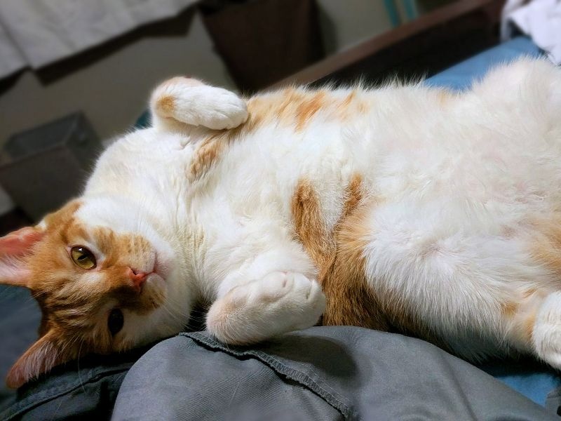 Lily