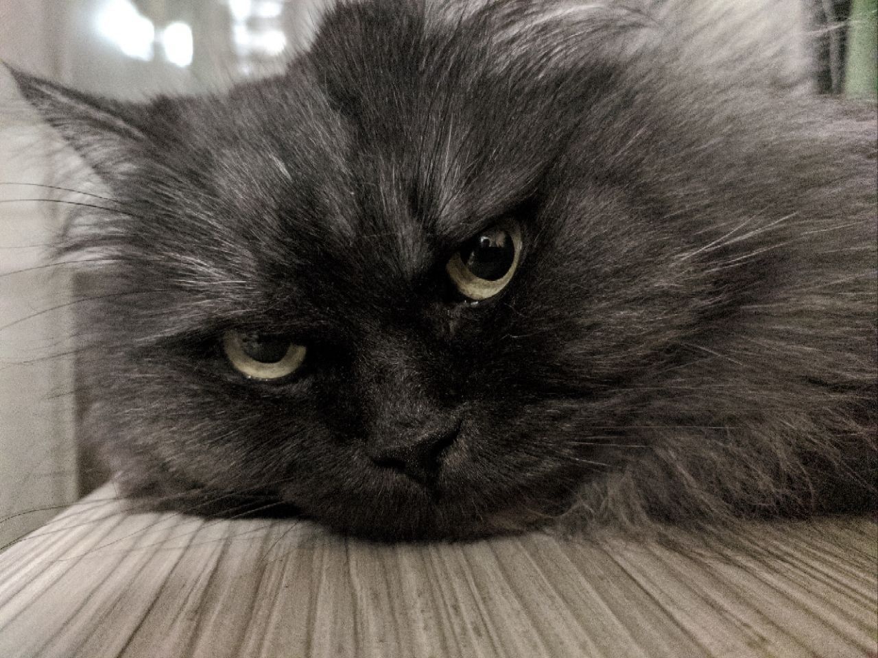 Ernest