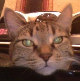 Beki