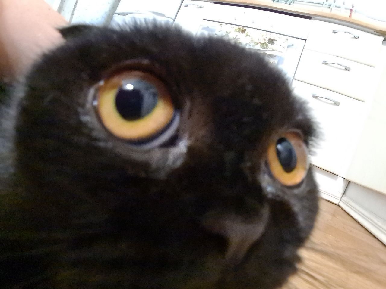 Kevin