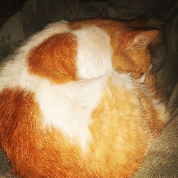 Theodore
