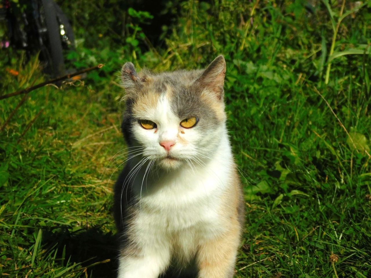 Roxanne