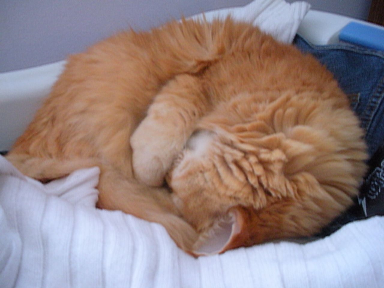 Sam